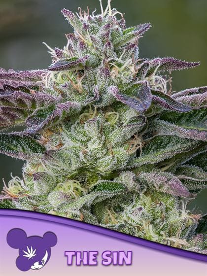 The Sin from Anesia Seeds