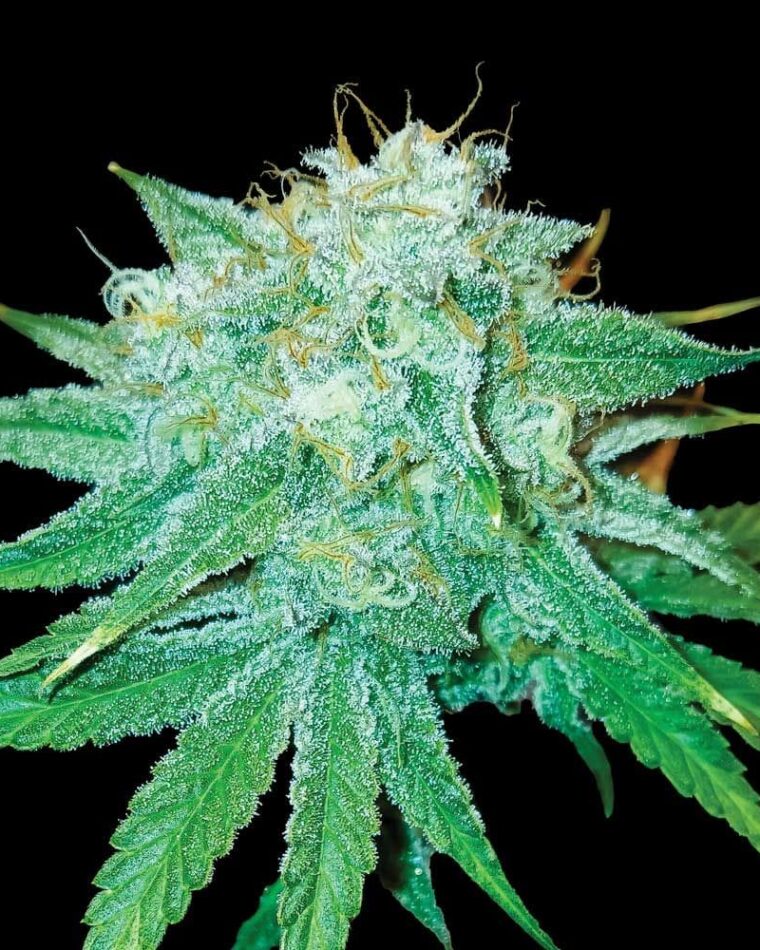 The Stinking Rose cannabis seeds – Feminized – Sour – Body Stone – image 1 from Seed City