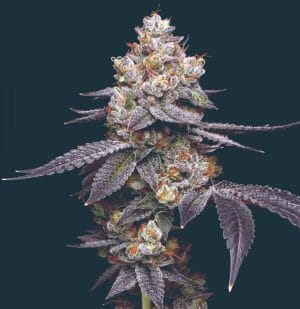 Thin Mint Auto