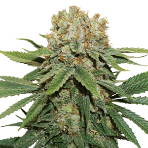Thin Mint Crack