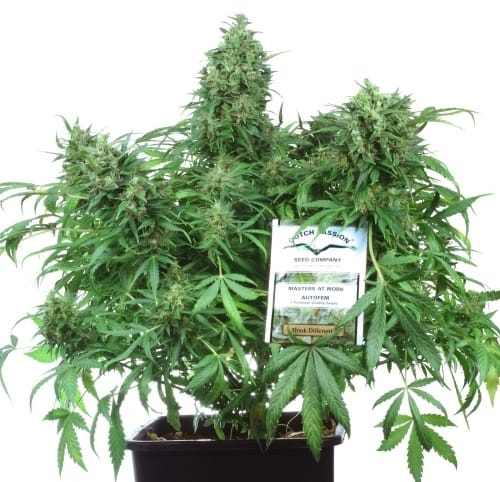 showing Female seeds – Outdoor – High Yielding – image 1 – Seed City