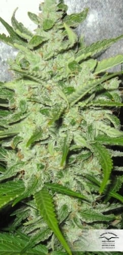 Think Different Auto from Dutch Passion Seeds