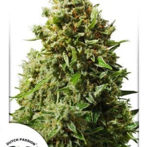 Think Different Auto from Dutch Passion Seeds