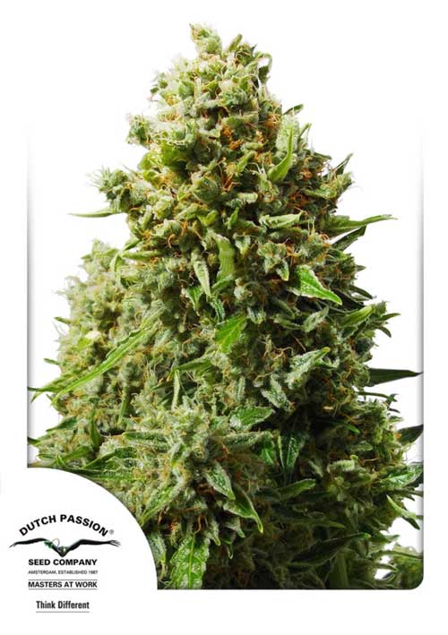 Think Different Auto from Dutch Passion Seeds