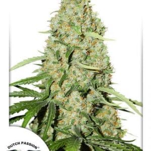 Feminized – Mostly Sativa – Large yield – Think Fast strain – image 1 – from Dutch Passion Seeds via Seed City