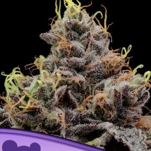 Image 1 of Think Tank cannabis by Anesia Seeds – Excellent harvest potential – Earthy – 12/12 Photoperiod – Seed City