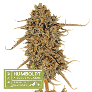 Regular – Indoor-friendly – 12/12 Photoperiod – Thunder Banana strain – image 1 – from Seed Stockers via Seed City