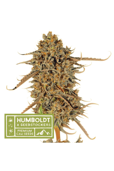 Regular – Indoor-friendly – 12/12 Photoperiod – Thunder Banana strain – image 1 – from Seed Stockers via Seed City