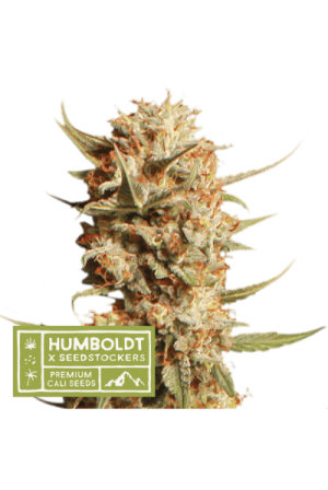 Thunder Banana Auto