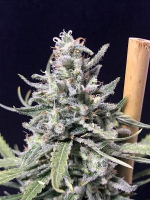 Thunderstorm Auto