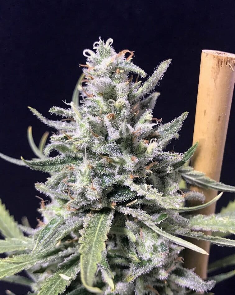Thunderstorm Auto cannabis seeds – Body Stone – Auto-Flowering – Guaranteed female plants – image 1 from Seed City
