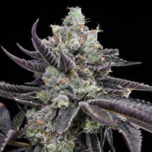 Tie Die by Cookies Seed Bank – Indoor – Guaranteed female plants – 12/12 Photoperiod – image 1 – Seed City
