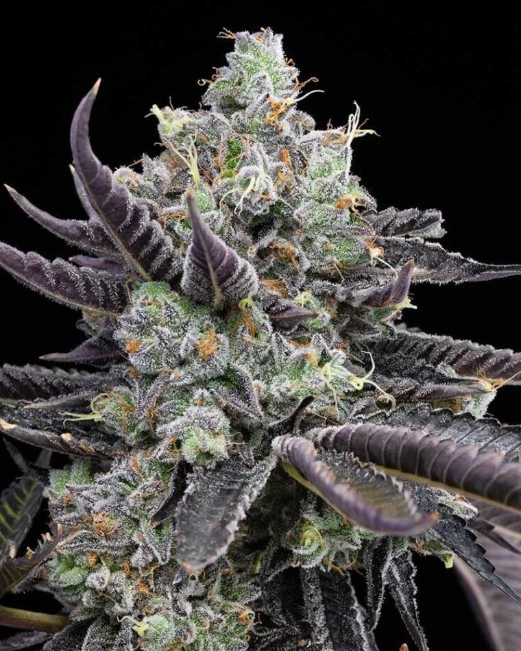 Tie Die by Cookies Seed Bank – Indoor – Guaranteed female plants – 12/12 Photoperiod – image 1 – Seed City