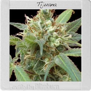 Tijuana cannabis seeds – Super Strength – Tall (140cm plus) – Feminized – image 1 from Seed City