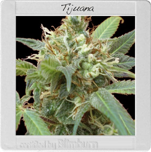 Tijuana cannabis seeds – Super Strength – Tall (140cm plus) – Feminized – image 1 from Seed City