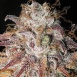 Titty Twister from Ultra Genetics