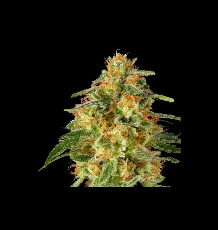TnT Trichome by Super Sativa Seed Club – 12/12 Photoperiod – Short (up to 80cm) – Super Strength – image 1 – Seed City