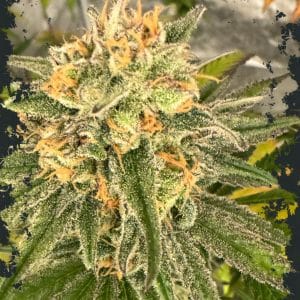 Toad Venom cannabis seeds – Feminized – Mostly Indica – 12/12 Photoperiod – image 1 from Seed City