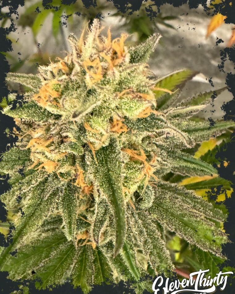 Toad Venom cannabis seeds – Feminized – Mostly Indica – 12/12 Photoperiod – image 1 from Seed City