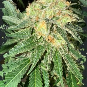 Toad Venom Auto cannabis seeds – Auto-Flowering – Super Strength – The End of October – image 1 from Seed City