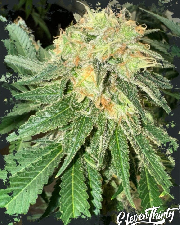 Toad Venom Auto cannabis seeds – Auto-Flowering – Super Strength – The End of October – image 1 from Seed City