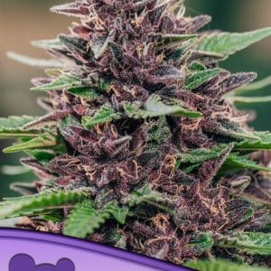 Toffee Pudding Auto from Anesia Seeds