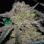 Image 1 of Tonic Ryder cannabis by World of Seeds – Indica-heavy – Outdoor – Excellent harvest potential – Seed City