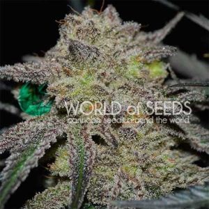 Image 1 of Tonic Ryder cannabis by World of Seeds – Indica-heavy – Outdoor – Excellent harvest potential – Seed City