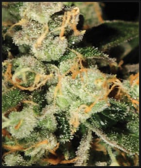 Train Wreck cannabis seeds – Super Strength – Guaranteed female plants – Creative – image 2 from Seed City
