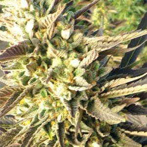 Train Wreck cannabis seeds – Citrus – Excellent harvest potential – Appetite Stimulant – image 1 from Seed City