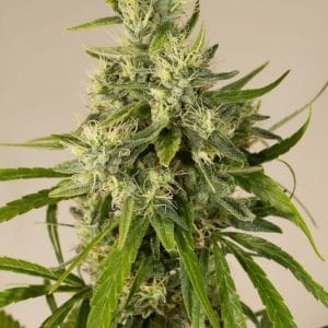 Image 1 of Trainwreck cannabis by Humboldt Seed Organisation – Regular – Psychedelic – Outdoor cultivation – Seed City