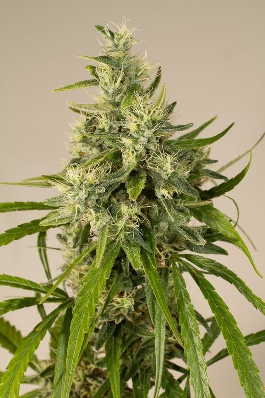 Image 1 of Trainwreck cannabis by Humboldt Seed Organisation – Regular – Psychedelic – Outdoor cultivation – Seed City