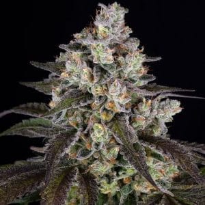 Tangie Sementes de Cannabis | BSF Seeds | Seed City