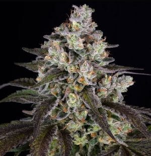Trainwreck