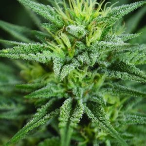 Image 1 of Trainwreck CBD cannabis by Medicann Seeds – Lemon – Feminized – Indica-heavy – Seed City