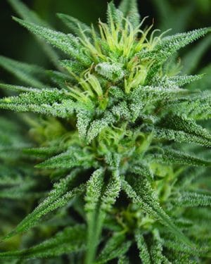 Trainwreck CBD