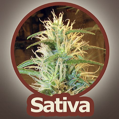 12/12 Photoperiod – Cerebral – Sativa-leaning – Trans Love strain – image 1 – from John Sinclair Seeds via Seed City
