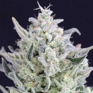 Tri Berry