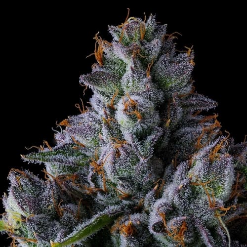 Trillianz by Compound Genetics – Suited for indoor growing – Feminized – 12/12 Photoperiod – image 2 – Seed City