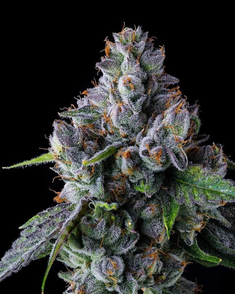Trillianz cannabis seeds – Suited for indoor growing – Feminized – Super Strength – image 1 from Seed City