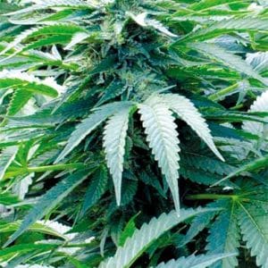 Image 1 of Trinity Kush cannabis by Emerald Triangle Seeds – Mostly Indica – 12/12 Photoperiod – Indoor – Seed City