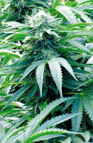 Trinity Kush