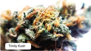 Trinity Kush