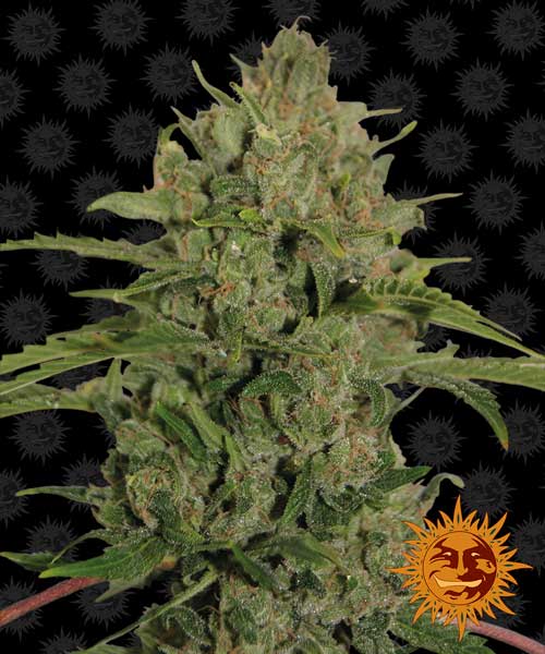 Triple Cheese cannabis seeds – Herbal – Middle of September – Indica-heavy – image 1 from Seed City