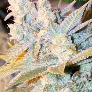 Triple Cheese Auto from Anesia Seeds