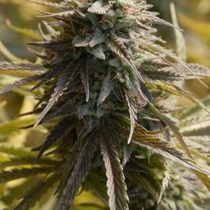 Trippy Gorilla from Big Head Seeds