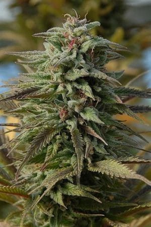 Trippy Gorilla Auto