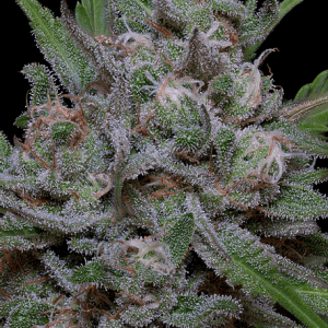 Trippy Sherbert Punch Auto cannabis seeds – Auto-Flowering – Earthy – Relaxing – image 1 from Seed City
