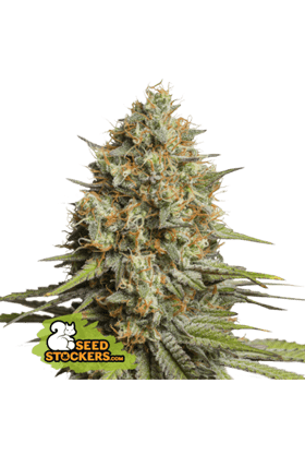 Triton Biscotto Lime Auto