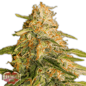 Tropic Punch